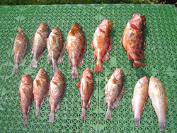 2011N@{[gGMOi肢jLy[̒މʁ@2