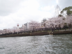 2013N43()@@Ԍc[OII 